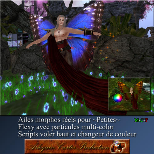 Ailes-morphos-petites-cc